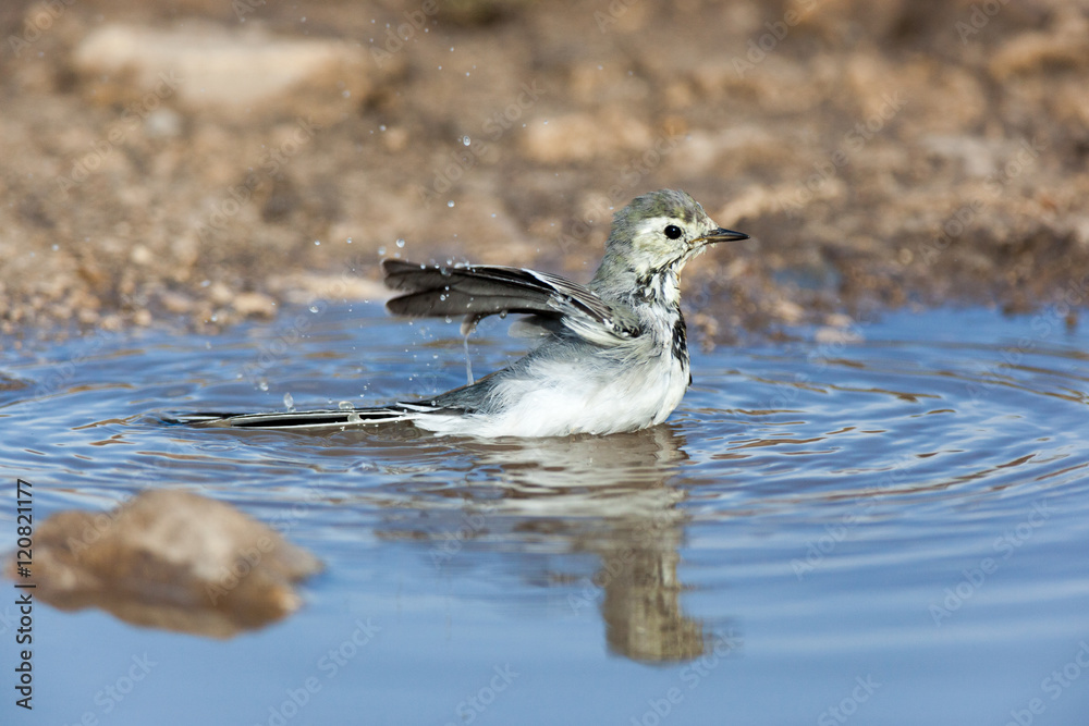 Fototapeta premium White Wagtail (Motacilla alba)
