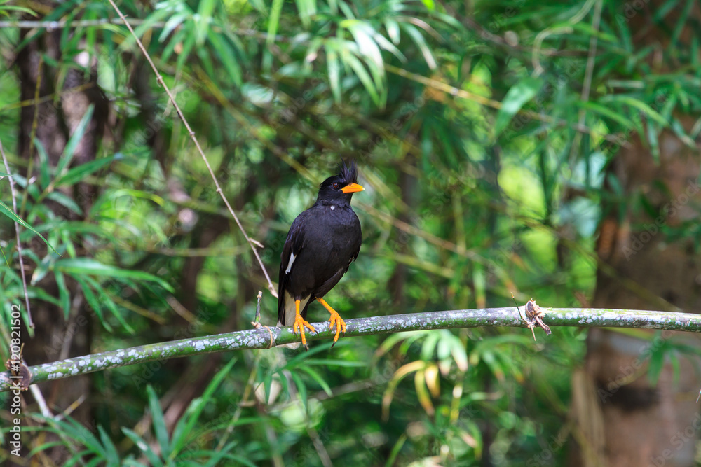 white vented myna on nature background white vented myna on nature background