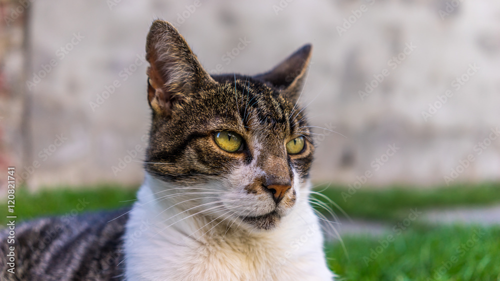 Fototapeta premium Beautiful Cat with wonderful eyes