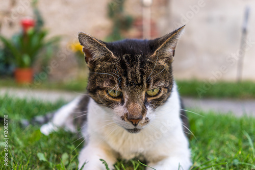 Fototapeta Naklejka Na Ścianę i Meble -  Beautiful Cat with wonderful eyes