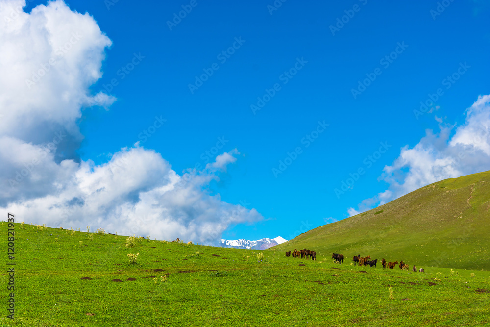 Horses grazing on a mountain pasture, Kyrgyzstan.