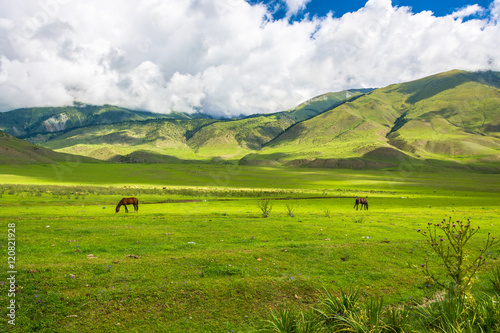 Horses grazing on a mountain pasture, Kyrgyzstan.