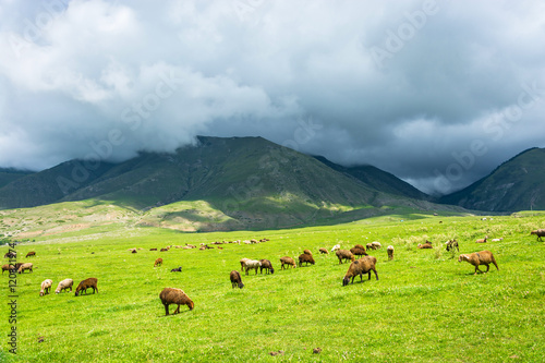 Flock of sheep grazing on the hillside, Kyrgyzstan.