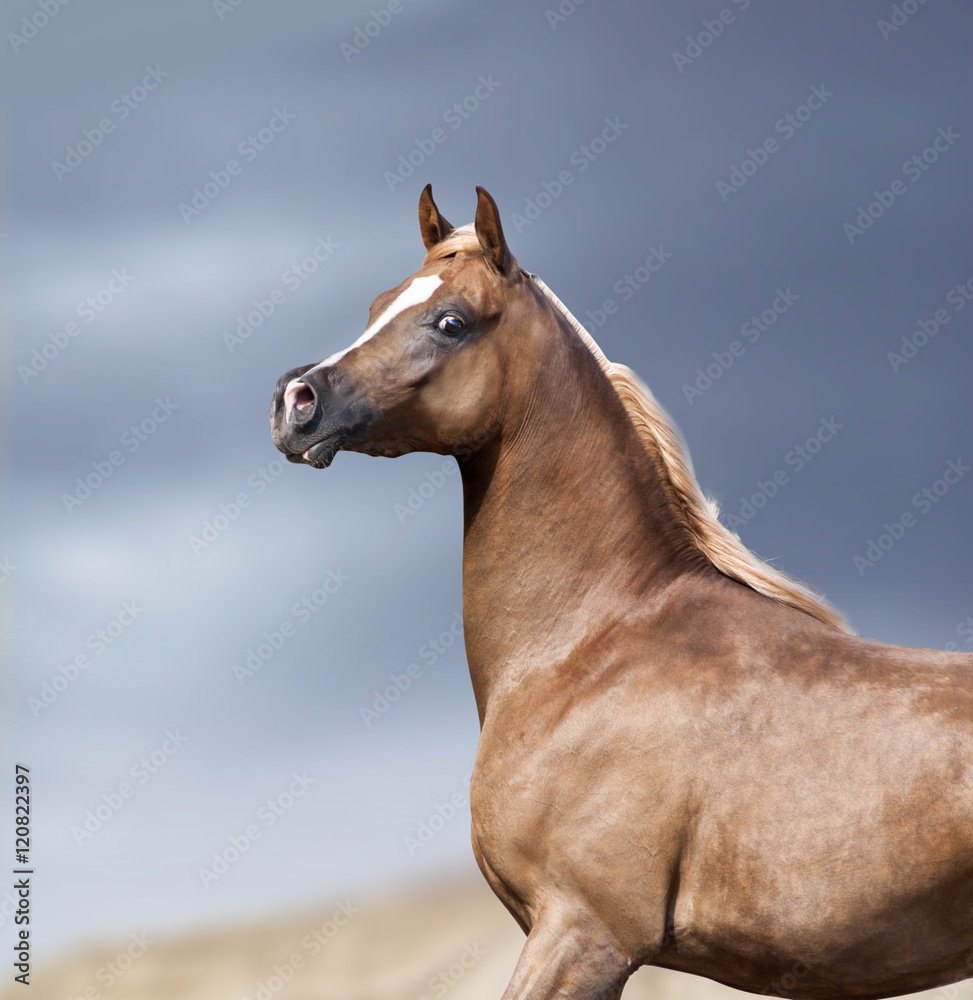 Fototapeta premium arabian horse portrait in desert