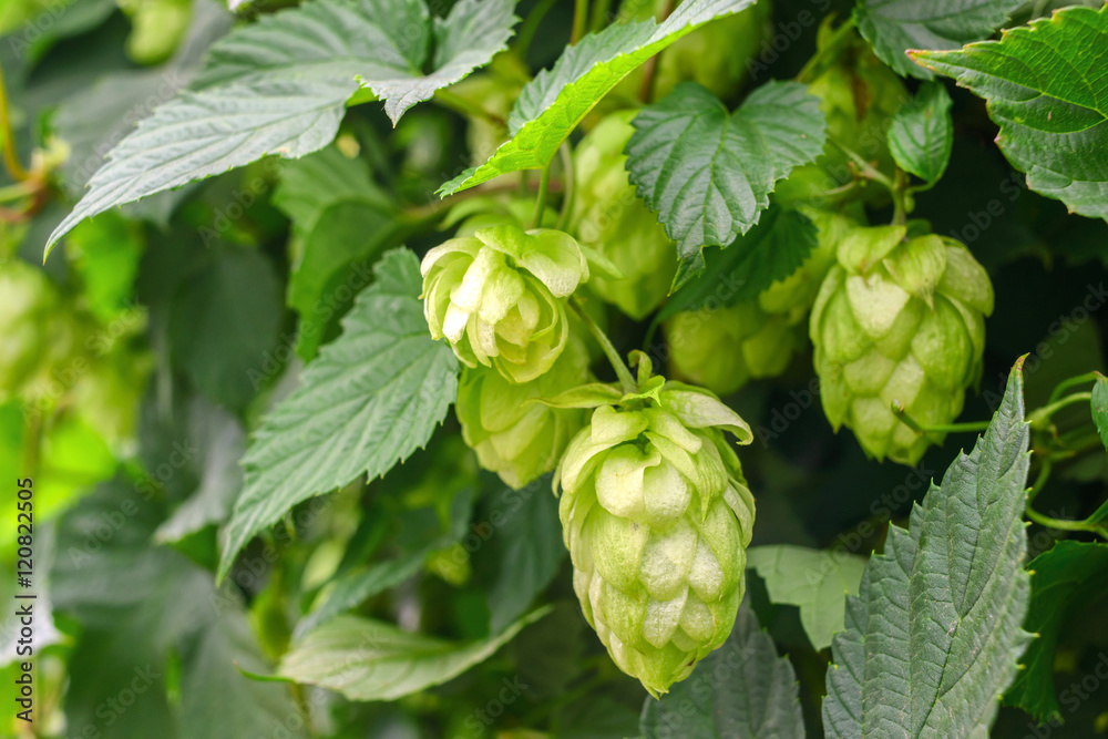 Green hops on a branch Green hops on a branch