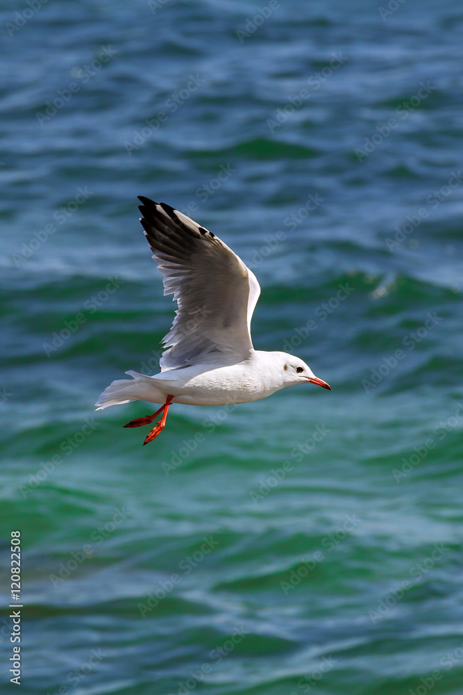 Seagull on a background of water Seagull on a background of water
