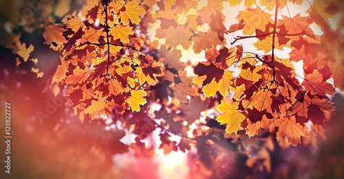 Treetop illuminated with autumn sun - beautiful autumnal leaves in late afternoon  © PhotoIris2021