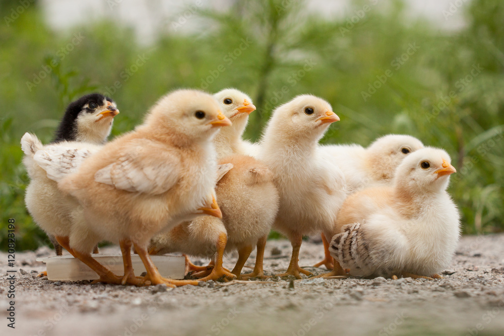 A group chick at farm. 