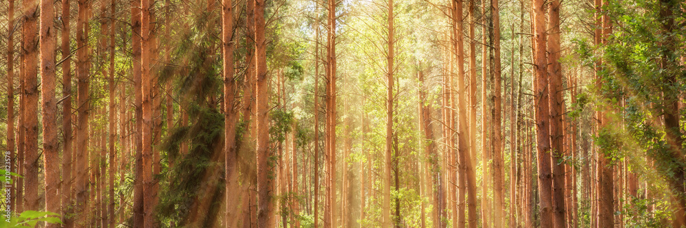 Fototapeta premium Sonnendurchfluteter Nadelwald