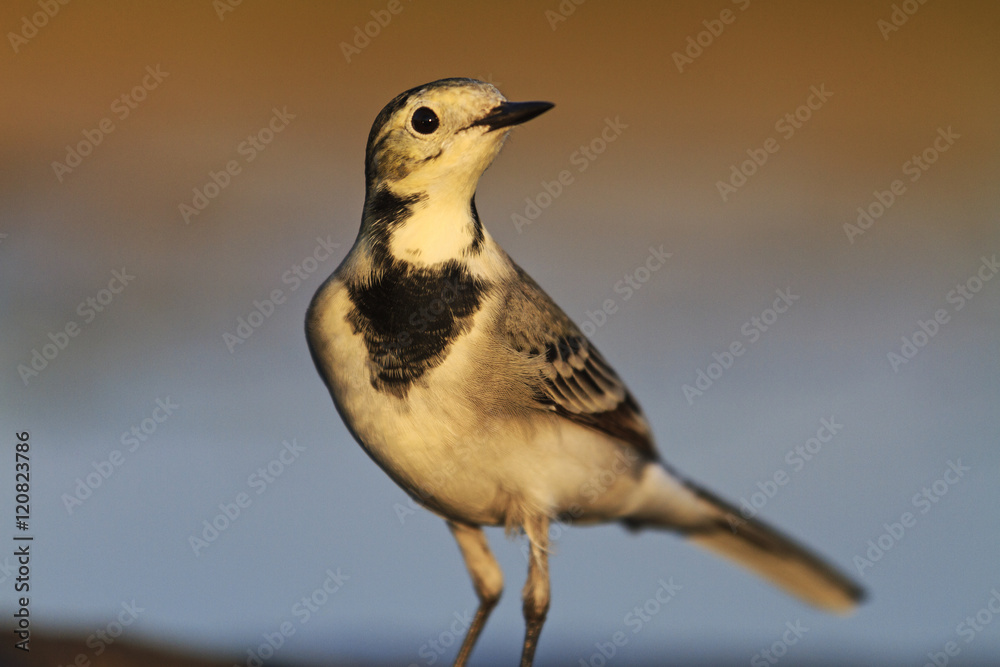 Cute young bird White Wagtail, Motacilla alba Cute young bird White Wagtail, Motacilla alba