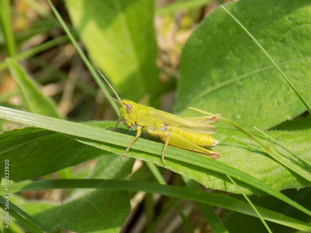 Grasshopper on meadow plant in wild nature during spring Grasshopper on meadow plant in wild nature during spring