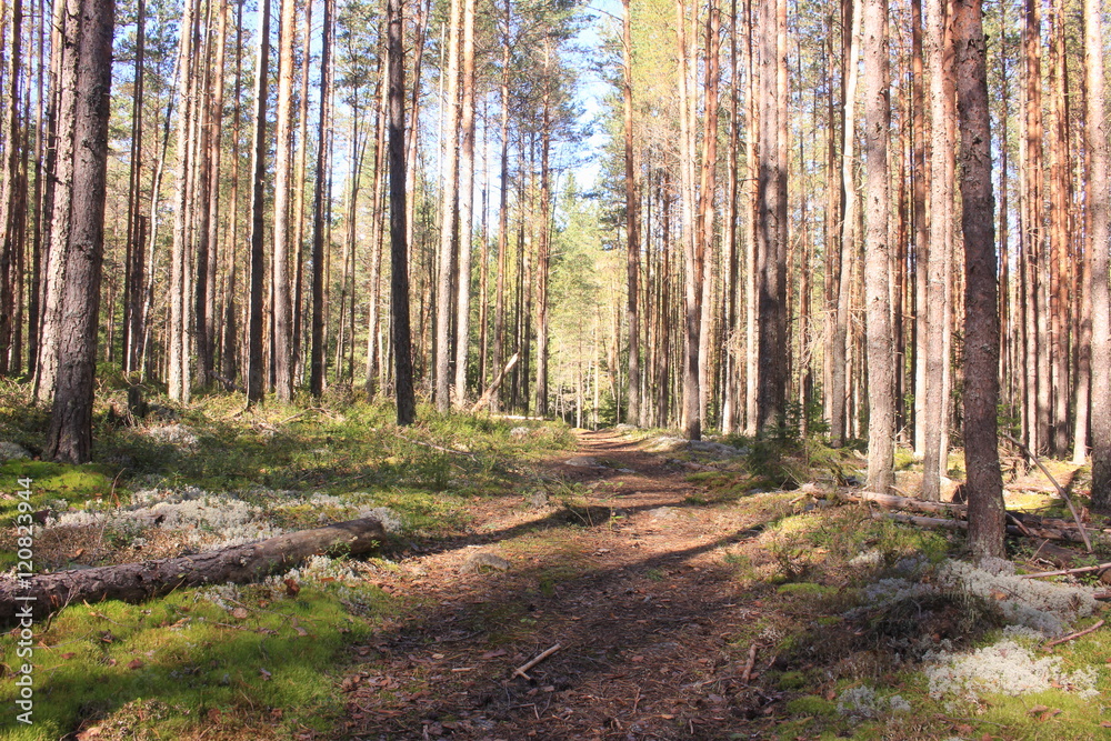 Obraz premium Дорога