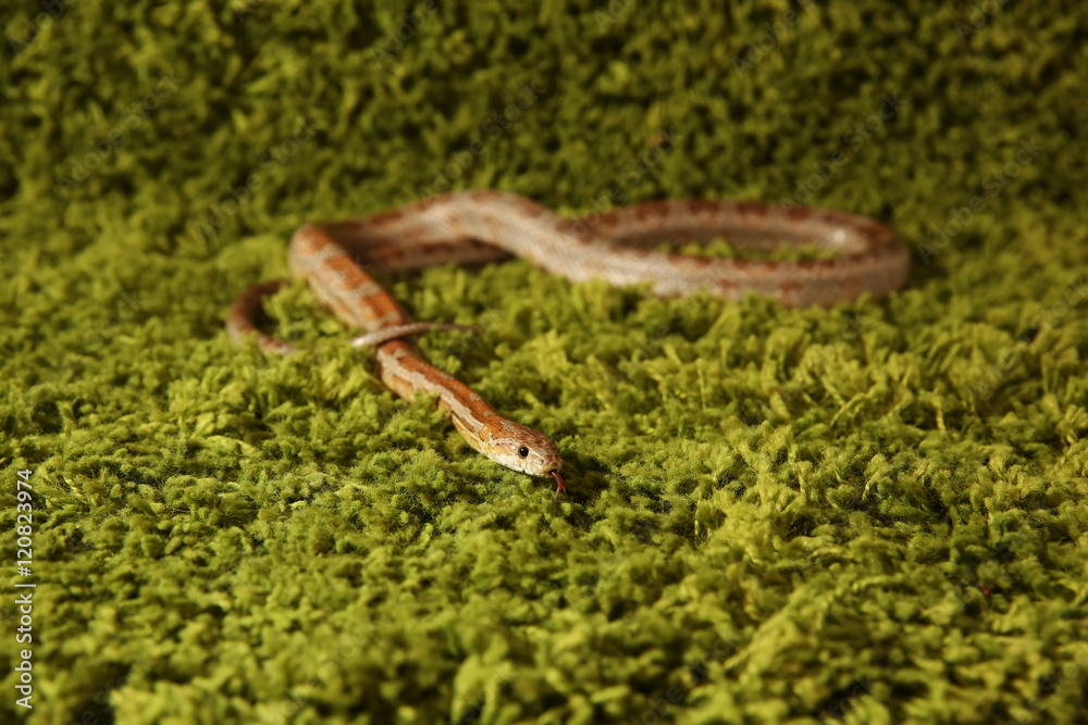 Fototapeta premium Pantherophis Guttatus snake, Corn Snake on green background