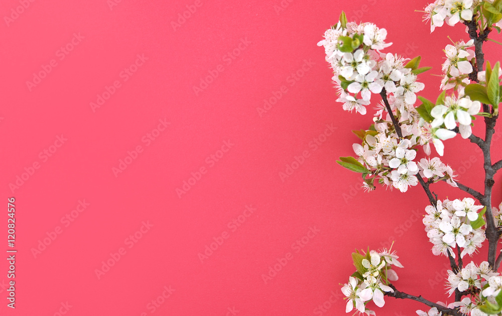 Blooming branch of cherry, spring flowers on red background 