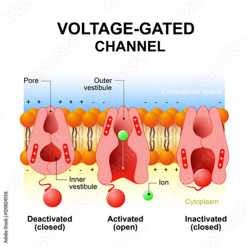 Voltage-gated channels