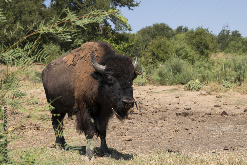 Male American Bison or Buffalo walking toward the camera