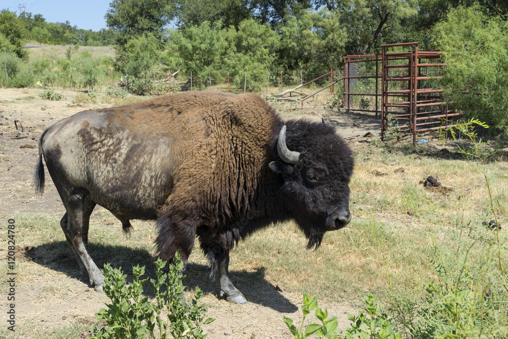 Side view of American Buffalo or Bison on Farm Pasture Side view of American Buffalo or Bison on Farm Pasture