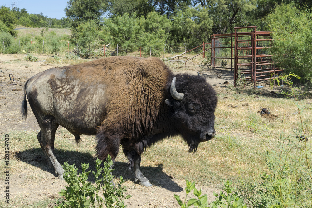 Side view of American Buffalo or Bison on Farm Pasture