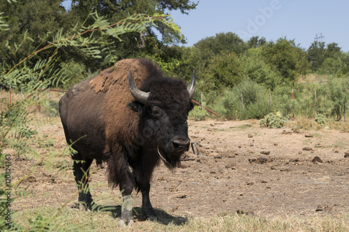 Fototapeta Naklejka Na Ścianę i Meble -  Male American Bison or Buffalo walking toward the camera