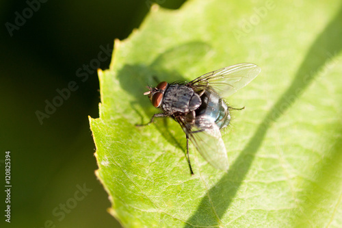 Insect fly on the leaf.