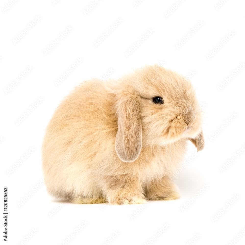 Baby Holland lop rabbit - Isolated on white Baby Holland lop rabbit - Isolated on white