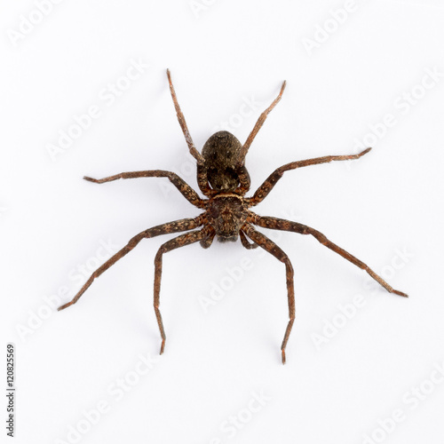 Close up on an asian wolf spider isolated on white background