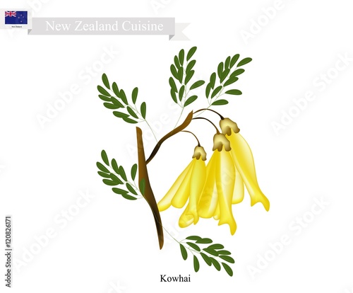 Kowhai Flowers, The National Flower of New Zealand photo