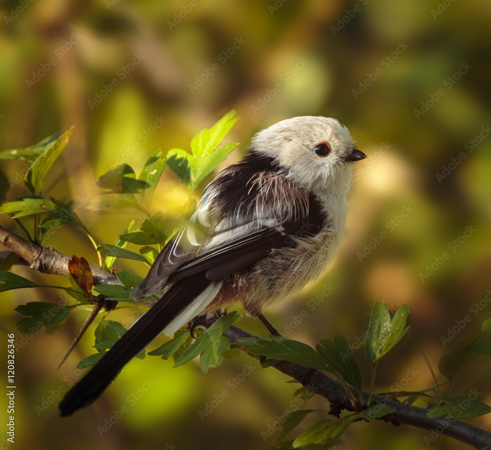 Naklejka premium Long tail tit