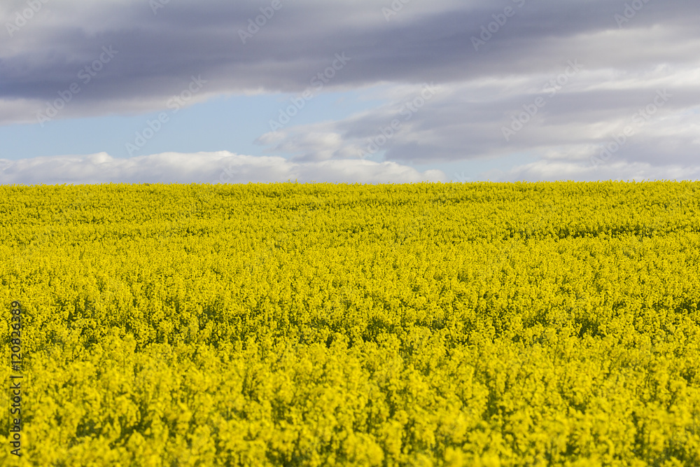 Fototapeta premium flowering canola plants