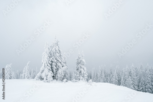 Grey winter landscape in the forest