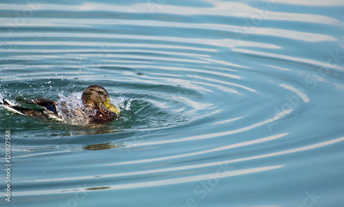 Duck Comes Up from Under The Water