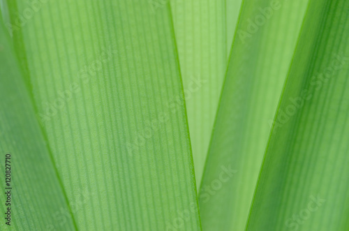 Pandanus amaryllifolius leaves, close up photo