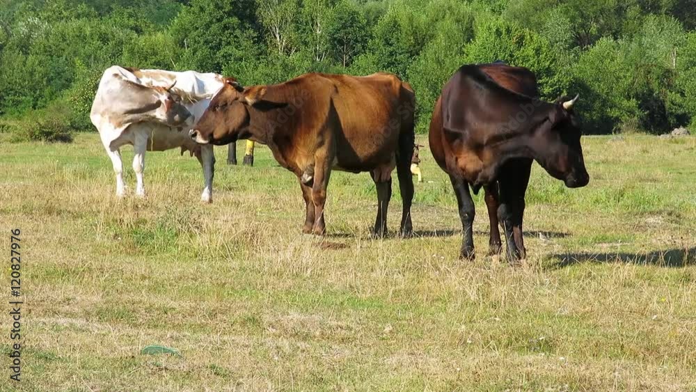 Three cows on the pasture. Three shades of brown cows. Cows grazing in a meadow. Three cows on the pasture. Three shades of brown cows. Cows grazing in a meadow.