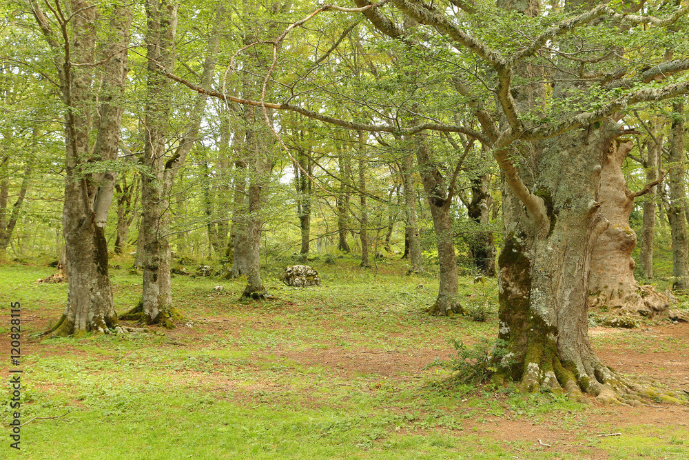 Sant Antonio woods in Pescocostanzo Sant Antonio woods in Pescocostanzo