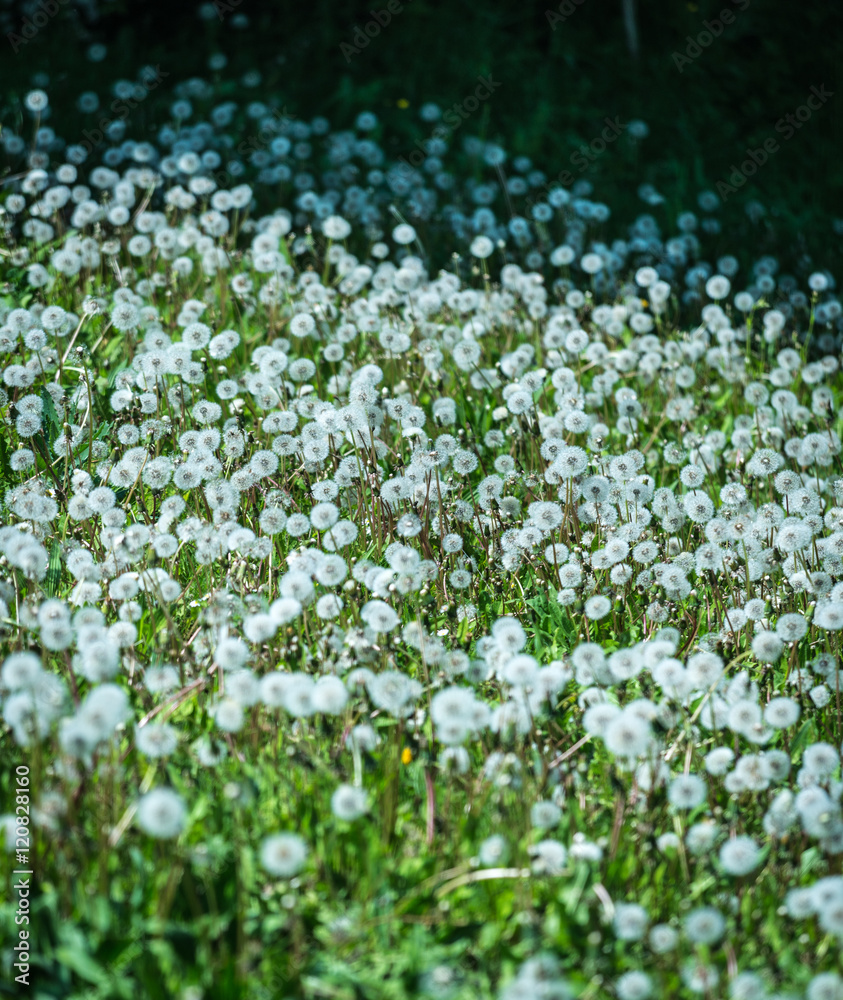 Nature background.Multiple dandelions on the meadow