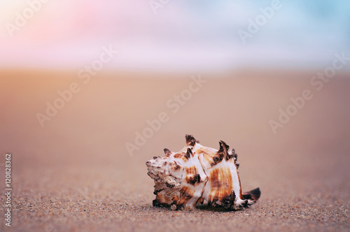 exotical shell on sandy sunny beach