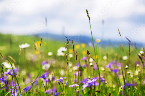 colorful summer flowers on sunny rural field. natural background