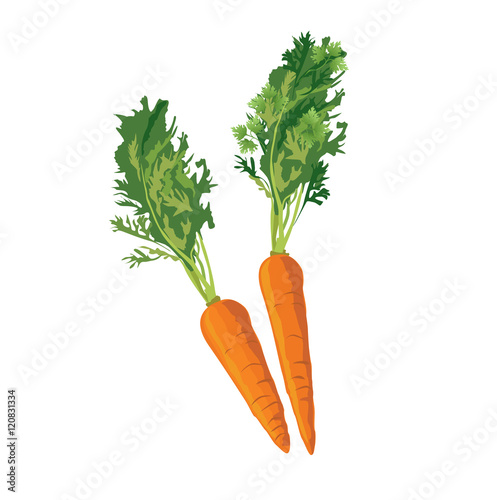 Carrot. Ripe carrot vegetable vector illustration
