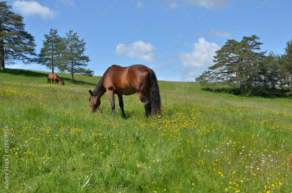 Brown horses grazing on a pasture in a mountain meadow
