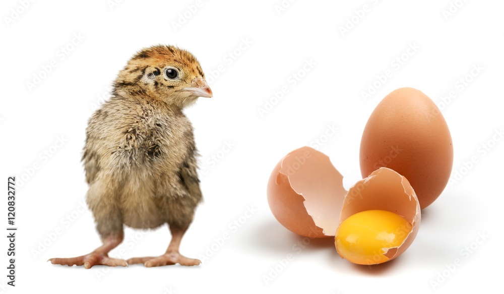 Fototapeta premium Eggs.