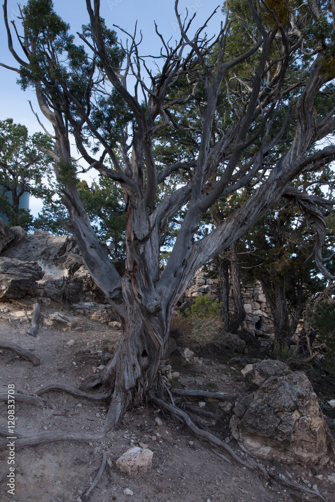 Cedar tree growing in stony ground Cedar tree growing in stony ground