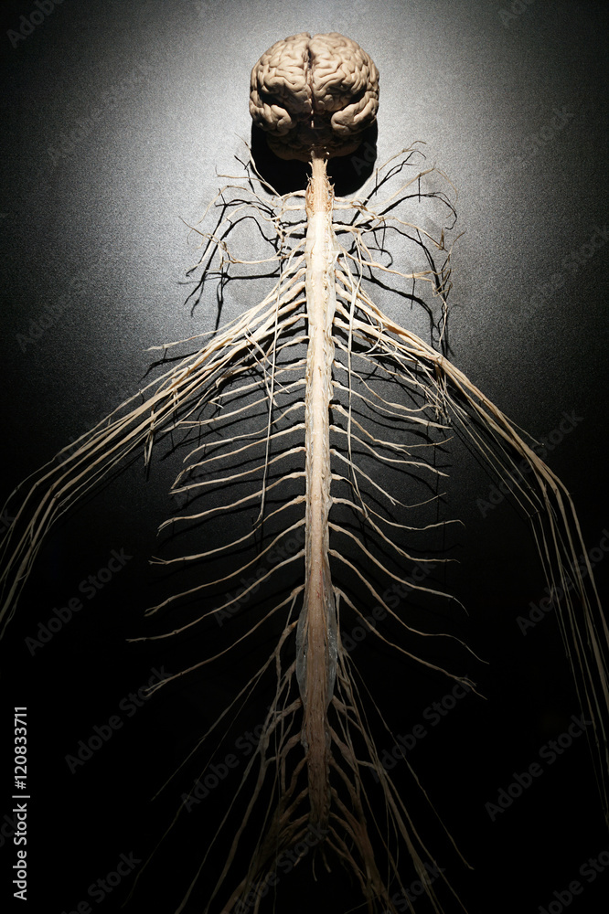 The human nervous system Photos | Adobe Stock