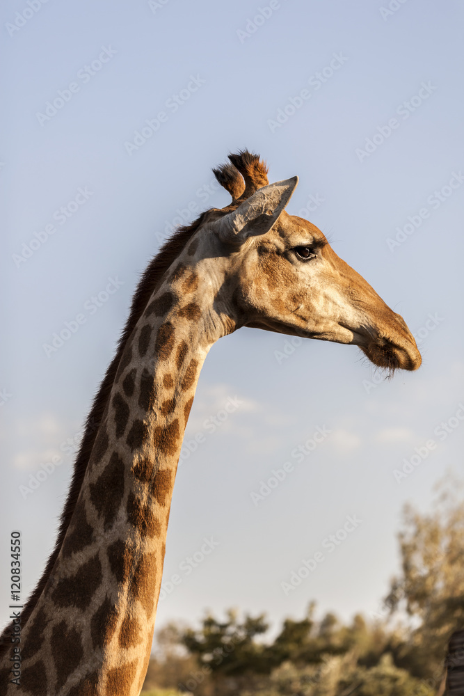 Giraffe Head Giraffe Head