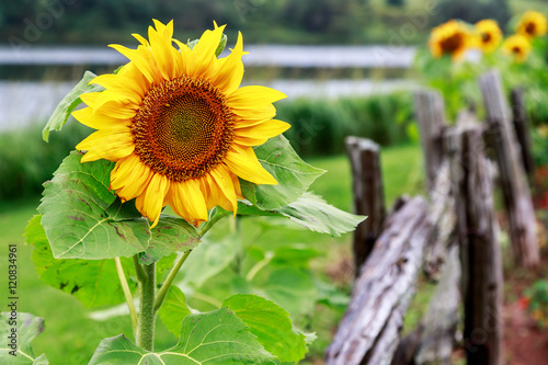 Fototapeta Naklejka Na Ścianę i Meble -  Sunflower alongside a rustic wooden pole fence.