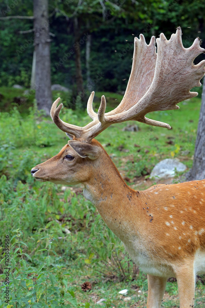 Obraz premium Fallow deer during the rutting season