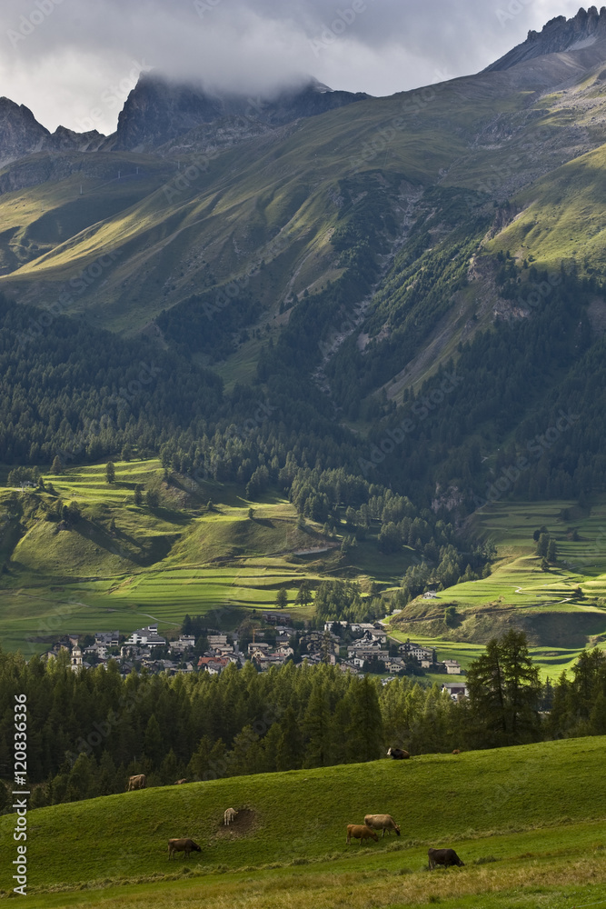 Cows grazing in alpine valley