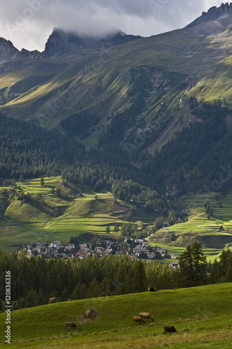 Cows grazing in alpine valley
