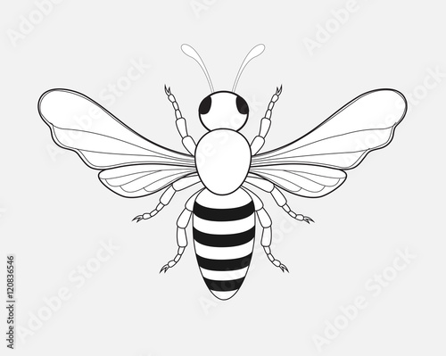 Bumblebee Drawing © VectorShots