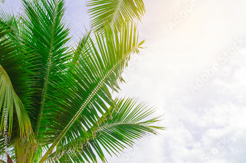 Sun over green palm leaves , vintage filter , instragram color © slonme