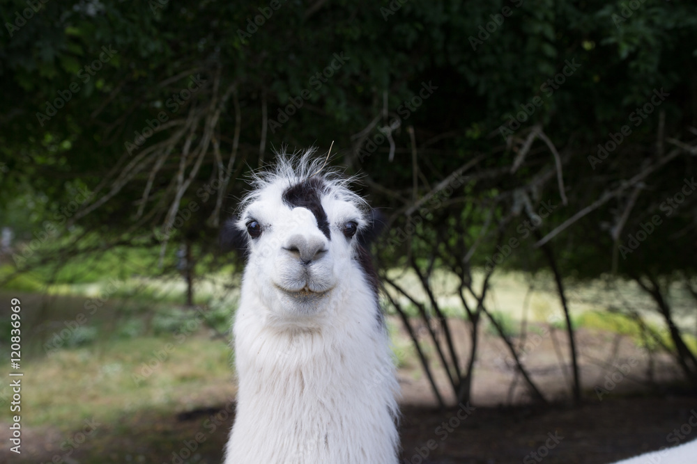 Inqisitve llama staring back at you